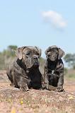 CANE CORSO 357